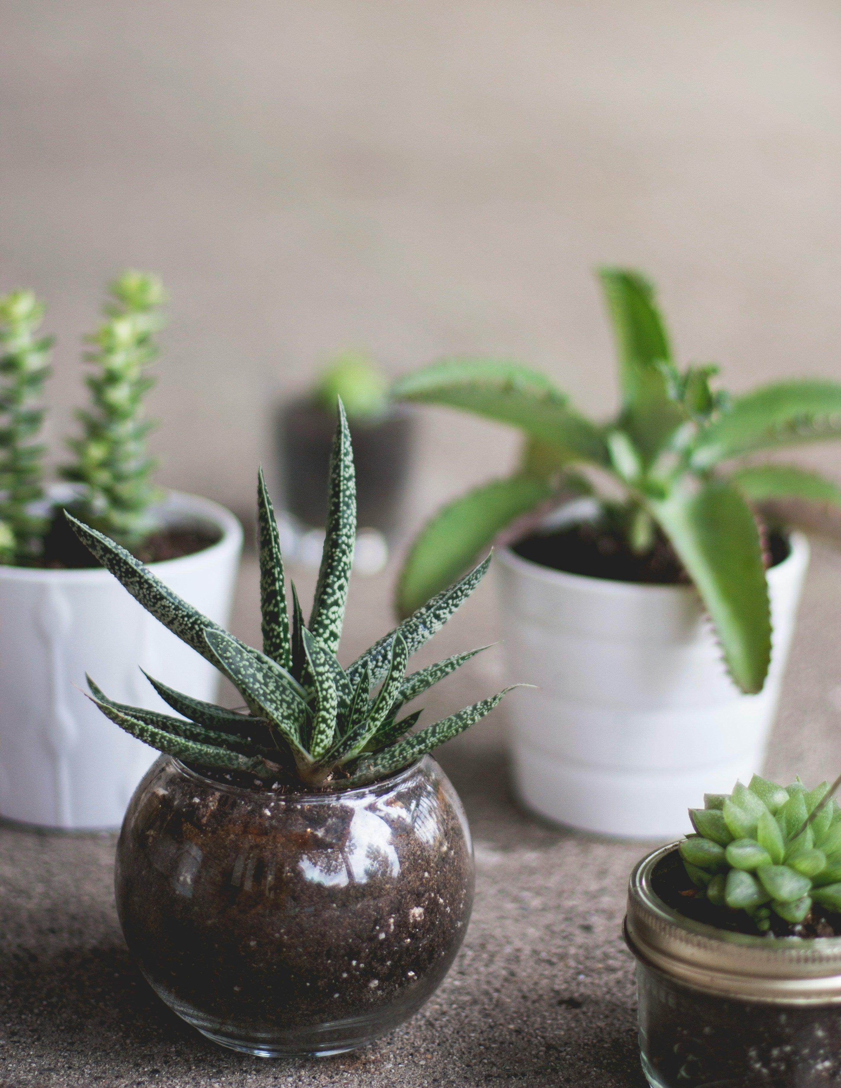 Plants Under £49