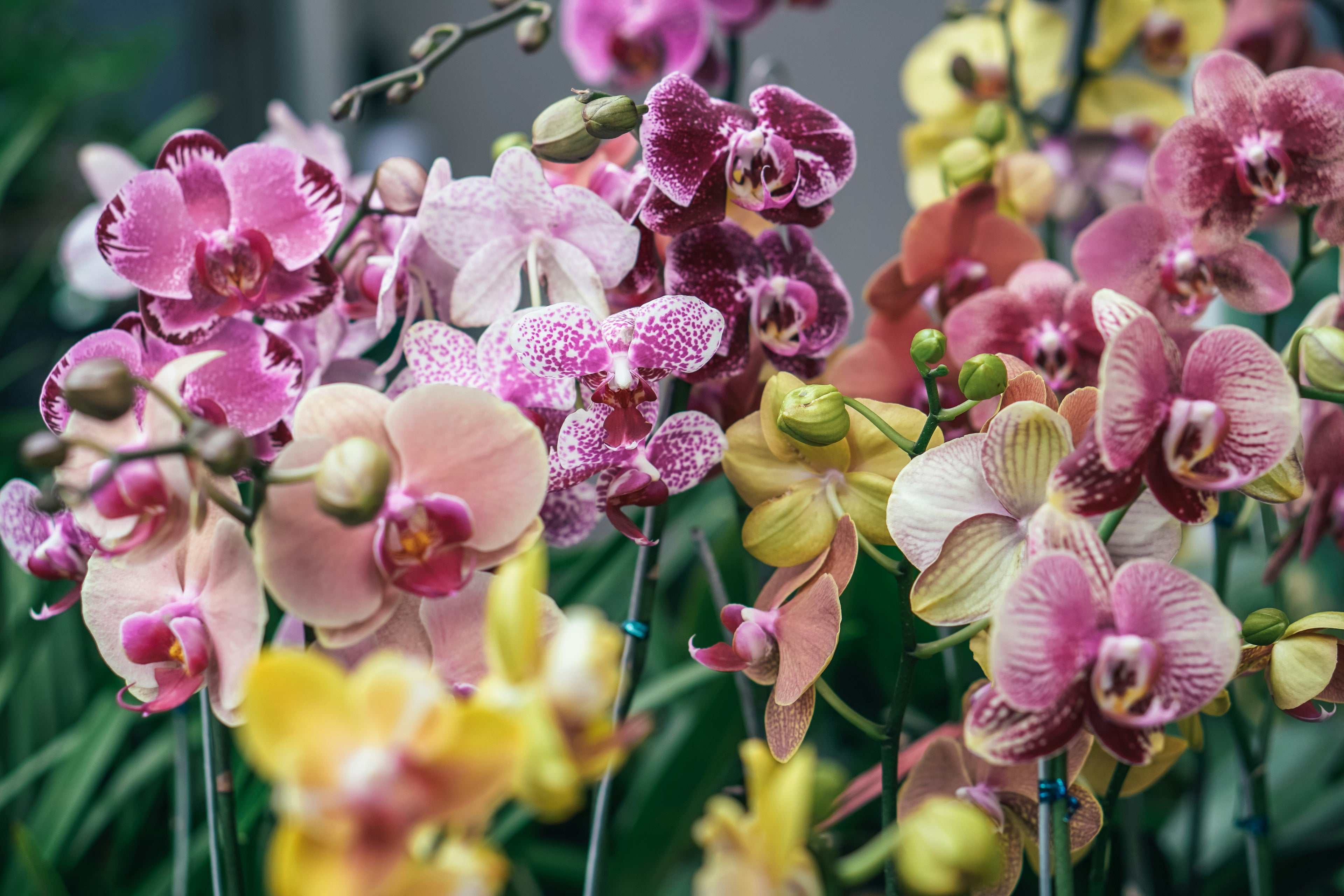 Orchids