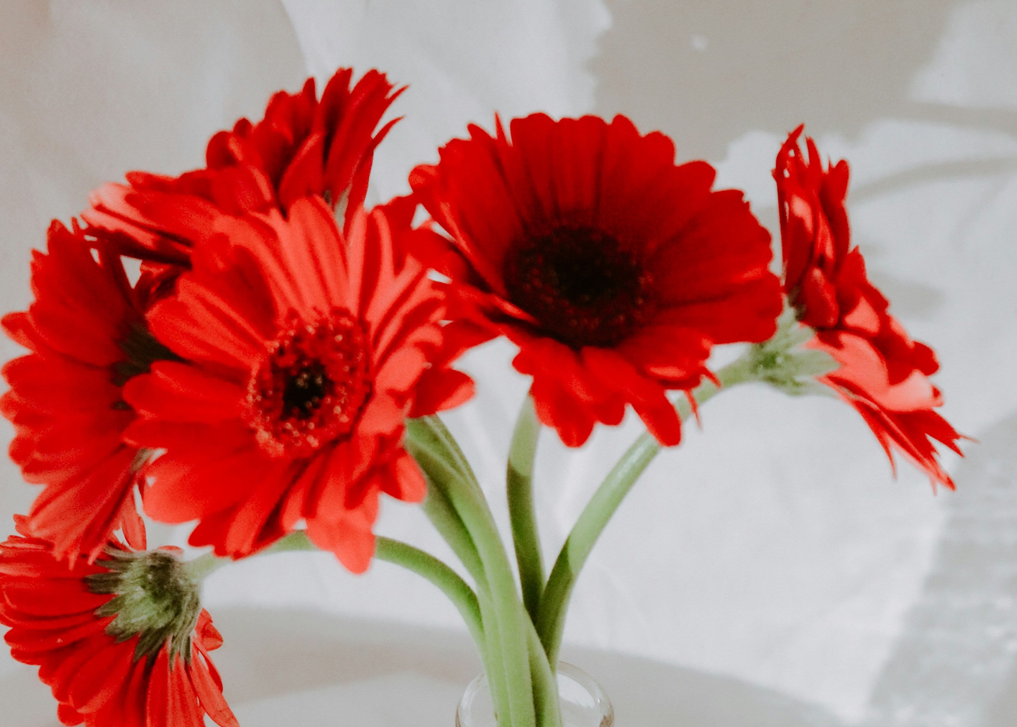 Red Flower Bouquets