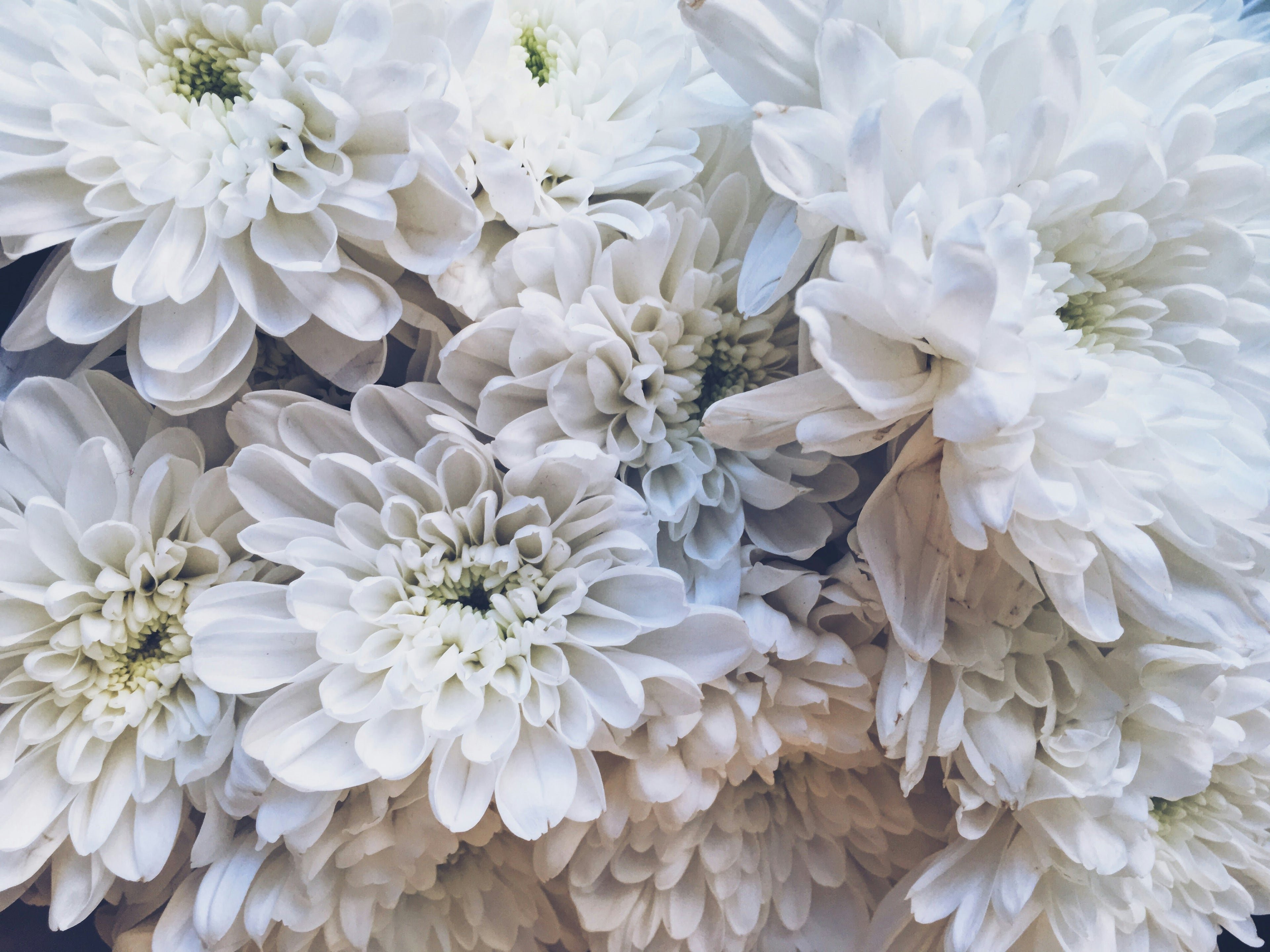 White Flower Bouquets