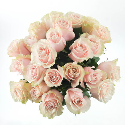 Pink Mondial Roses