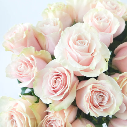 Pink Mondial Roses