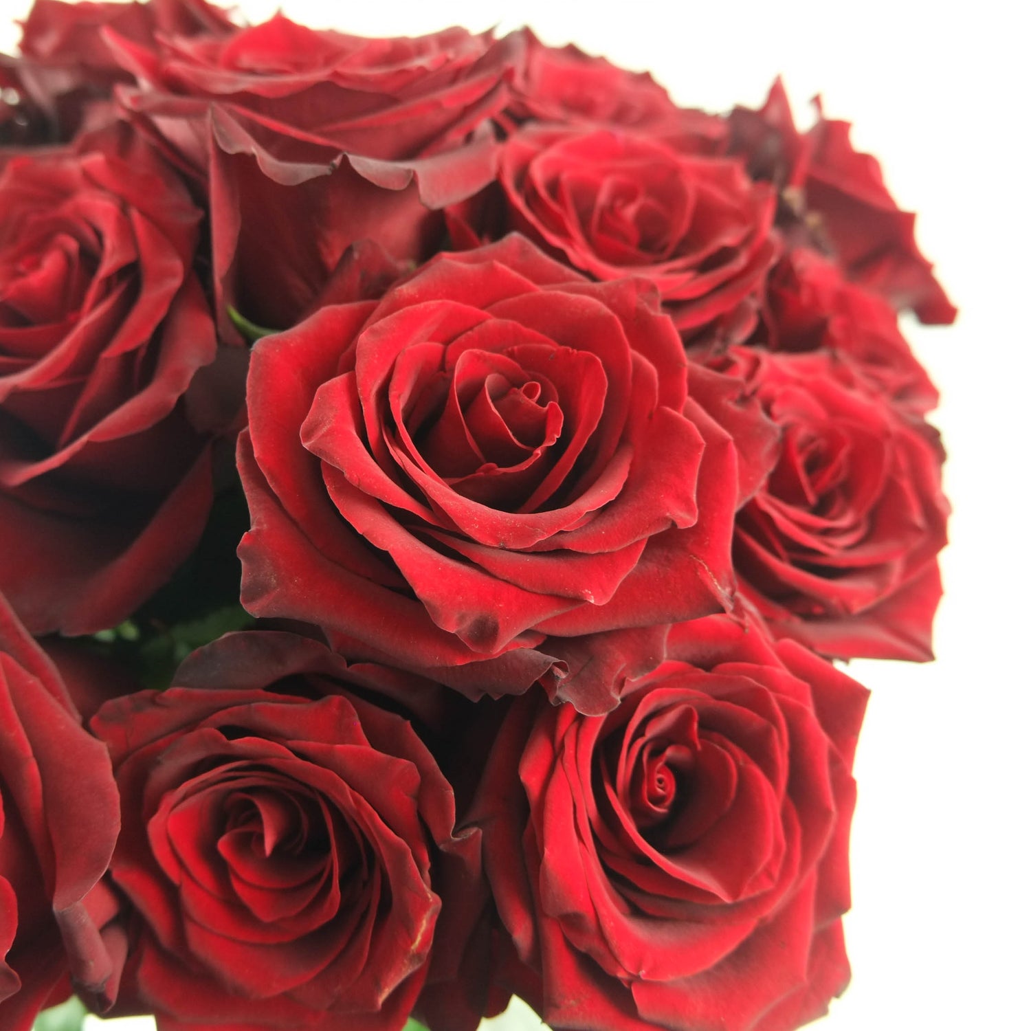 Red Explorer Roses