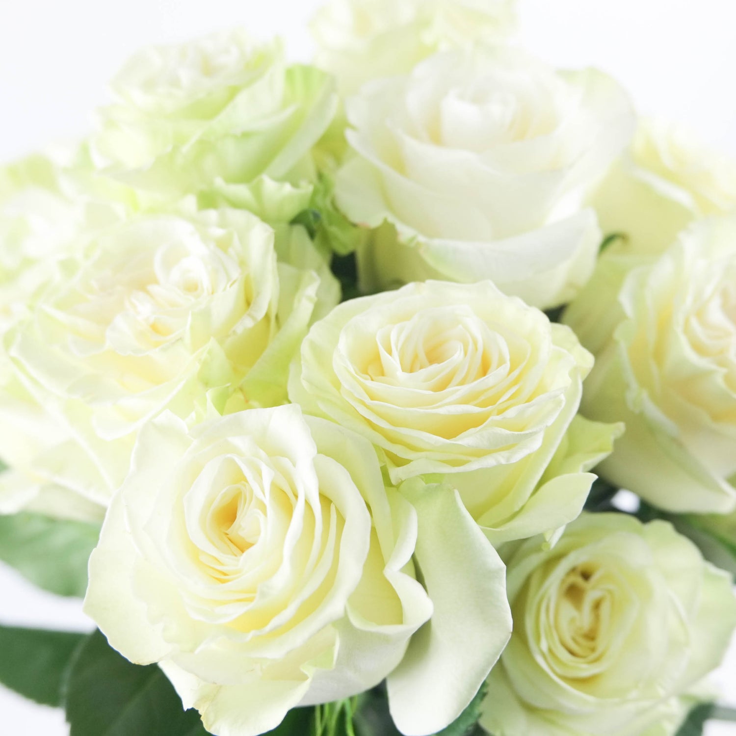 White Mondial Roses