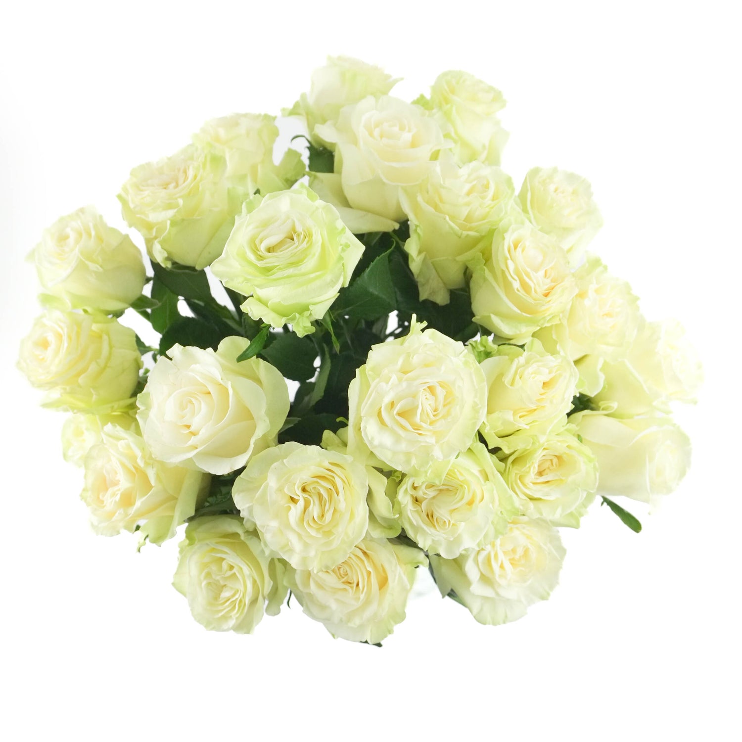 White Mondial Roses