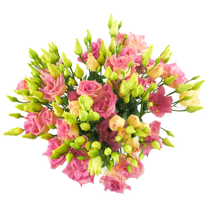 Pink Lisianthus