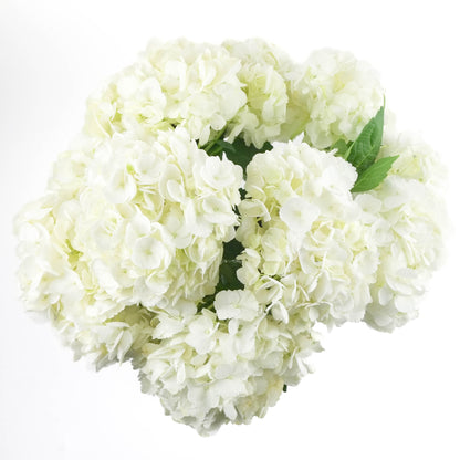 White Hydrangeas