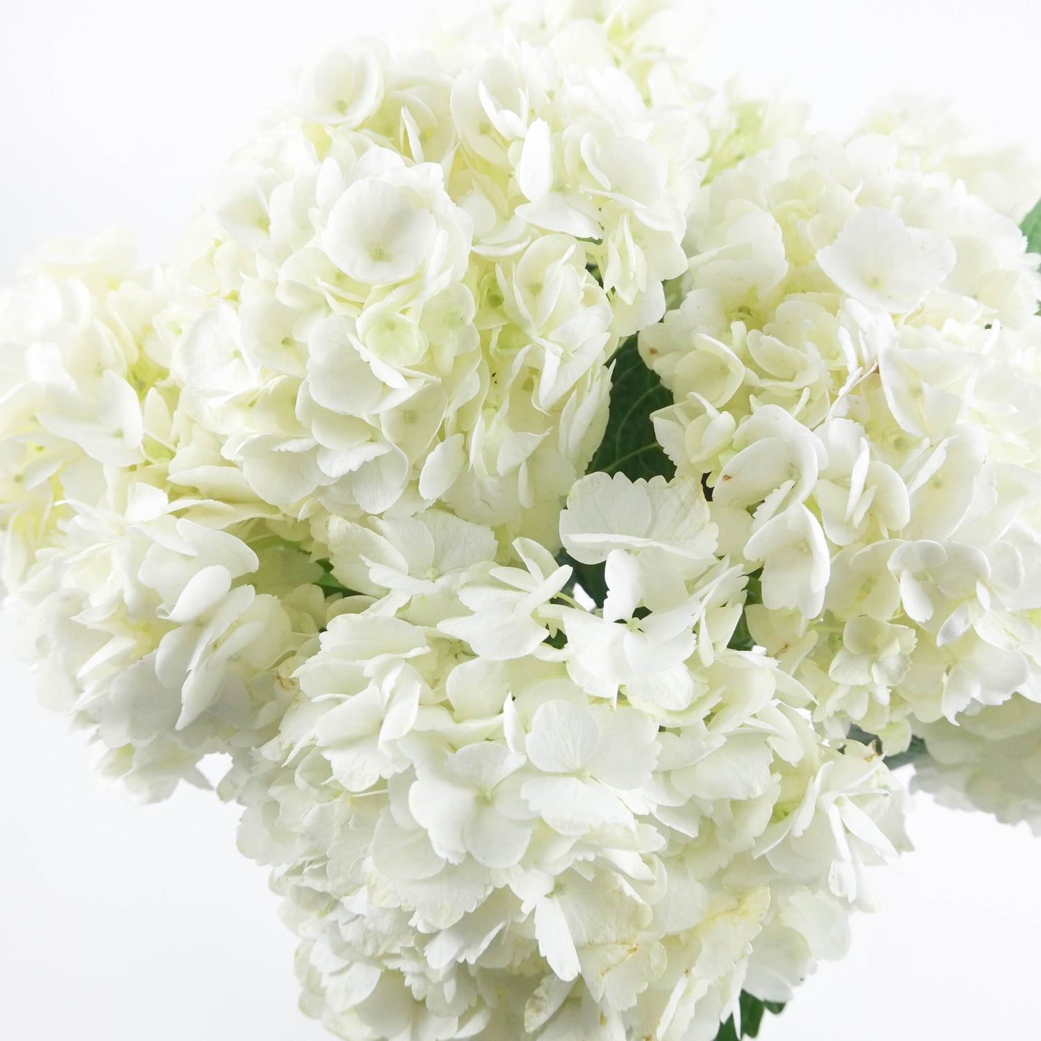 White Hydrangeas