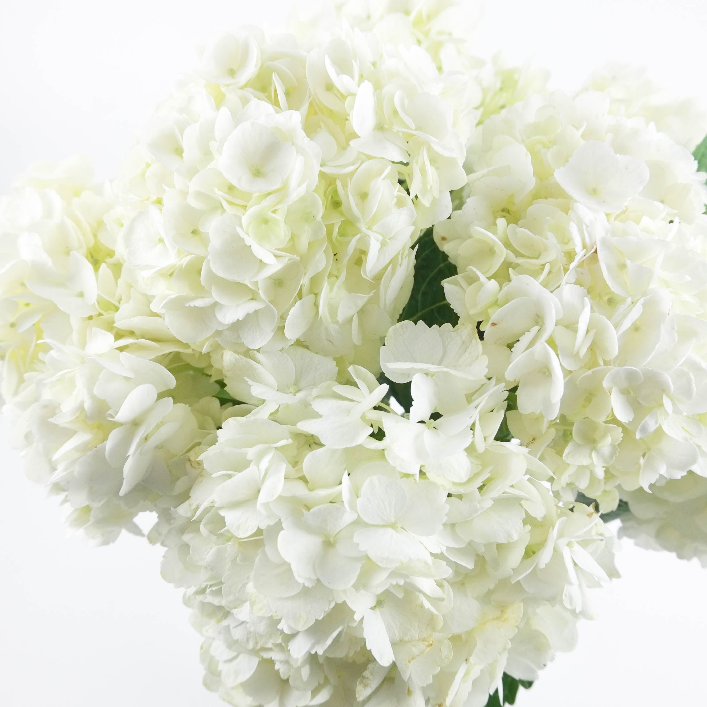 Hortensias blancs