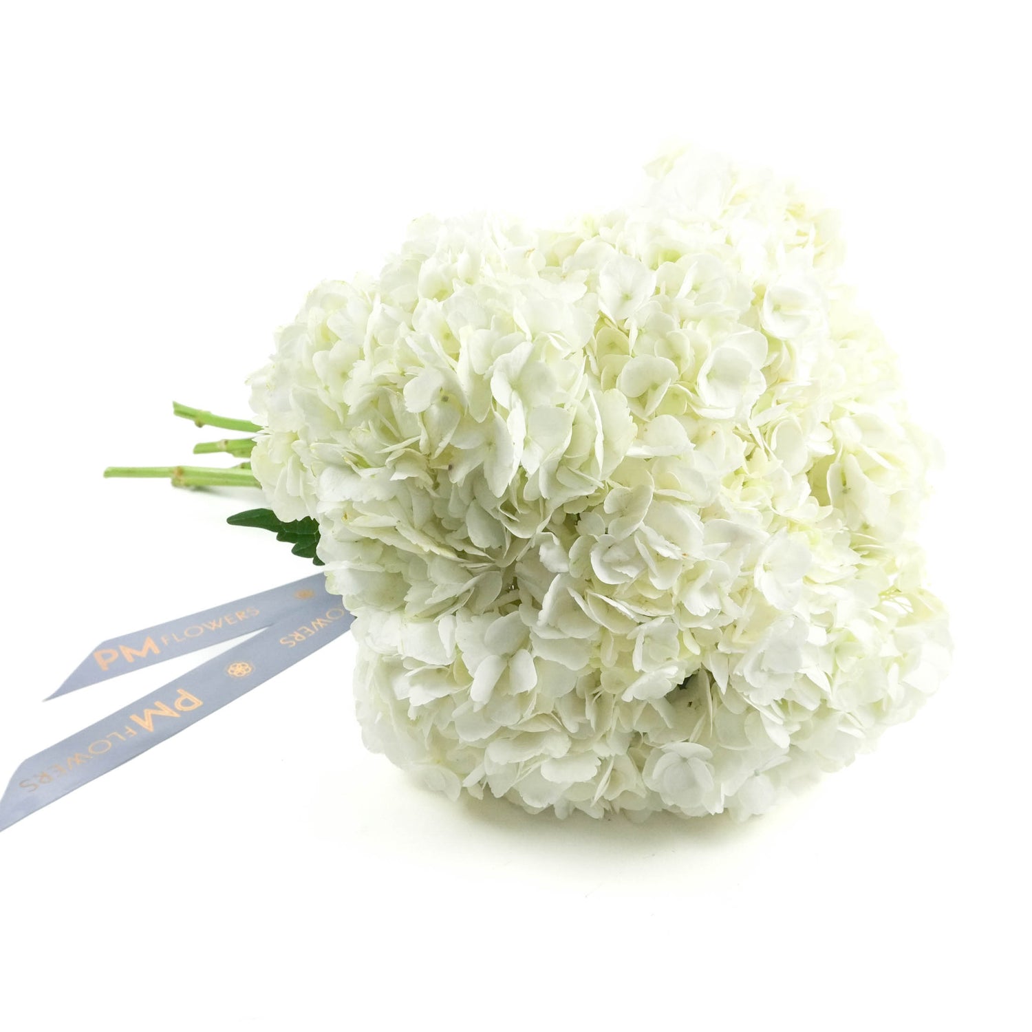 White Hydrangeas