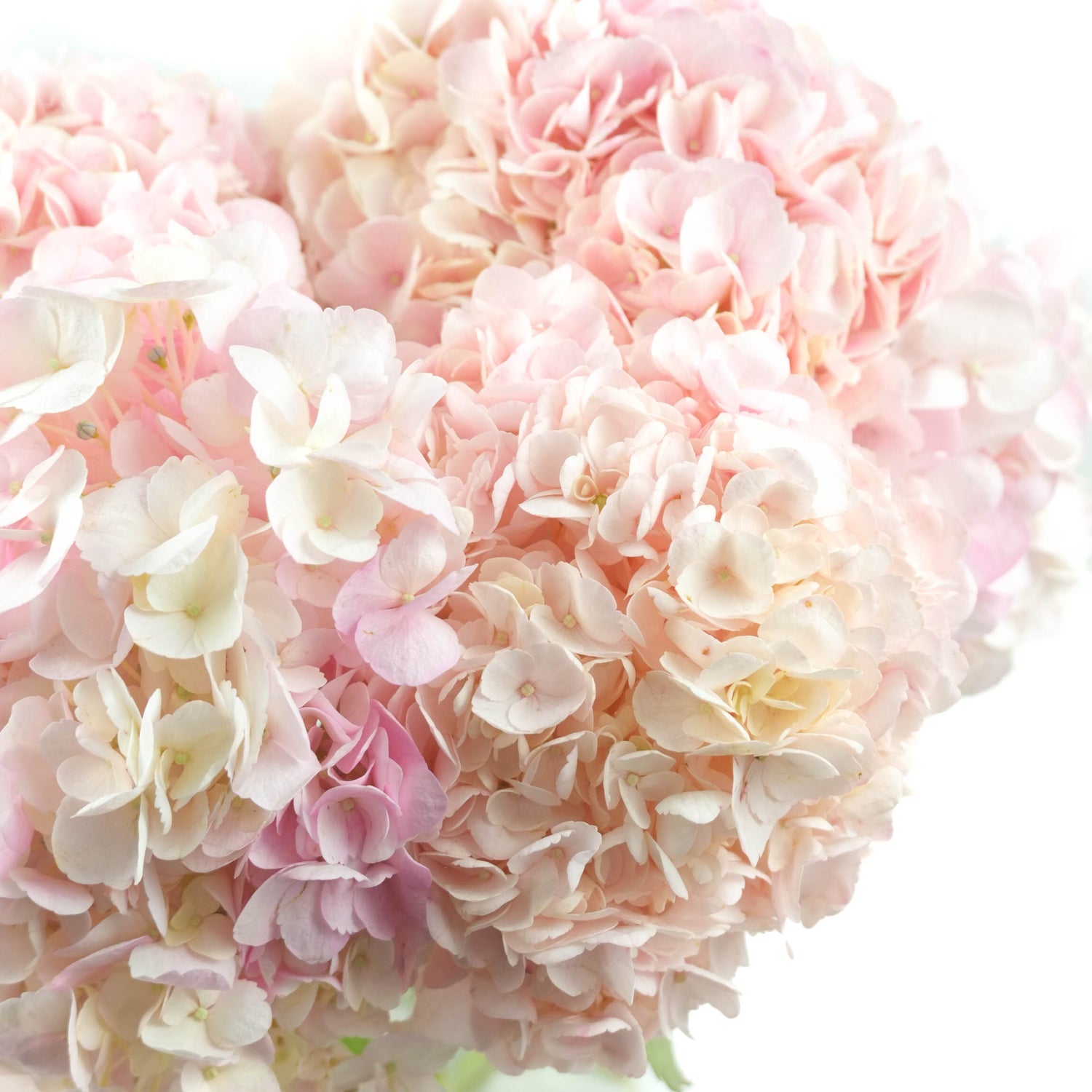 Pink Hydrangeas