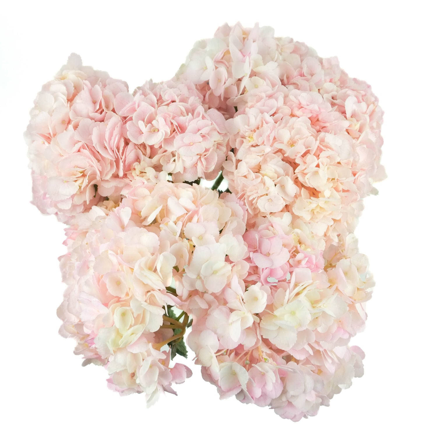 Pink Hydrangeas