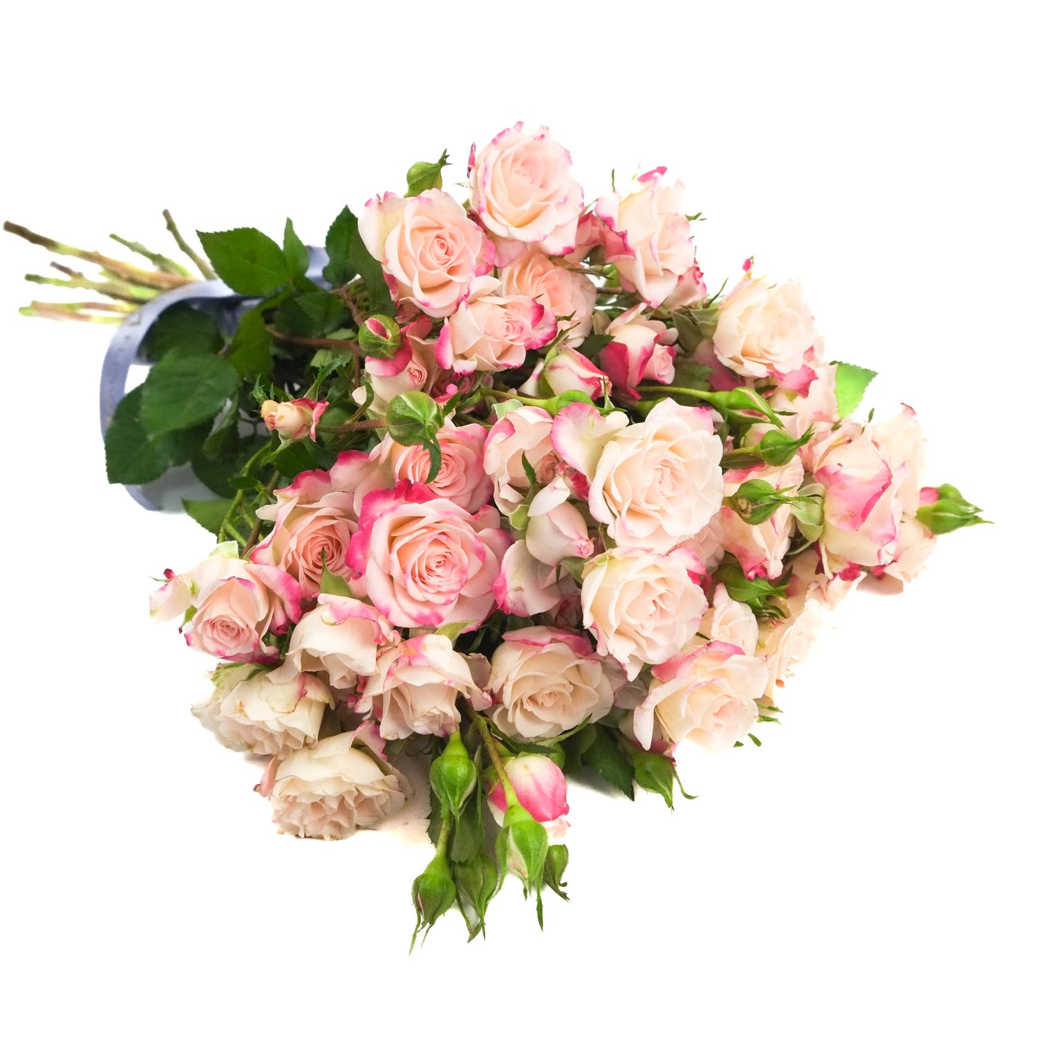 Reflex Spray Roses