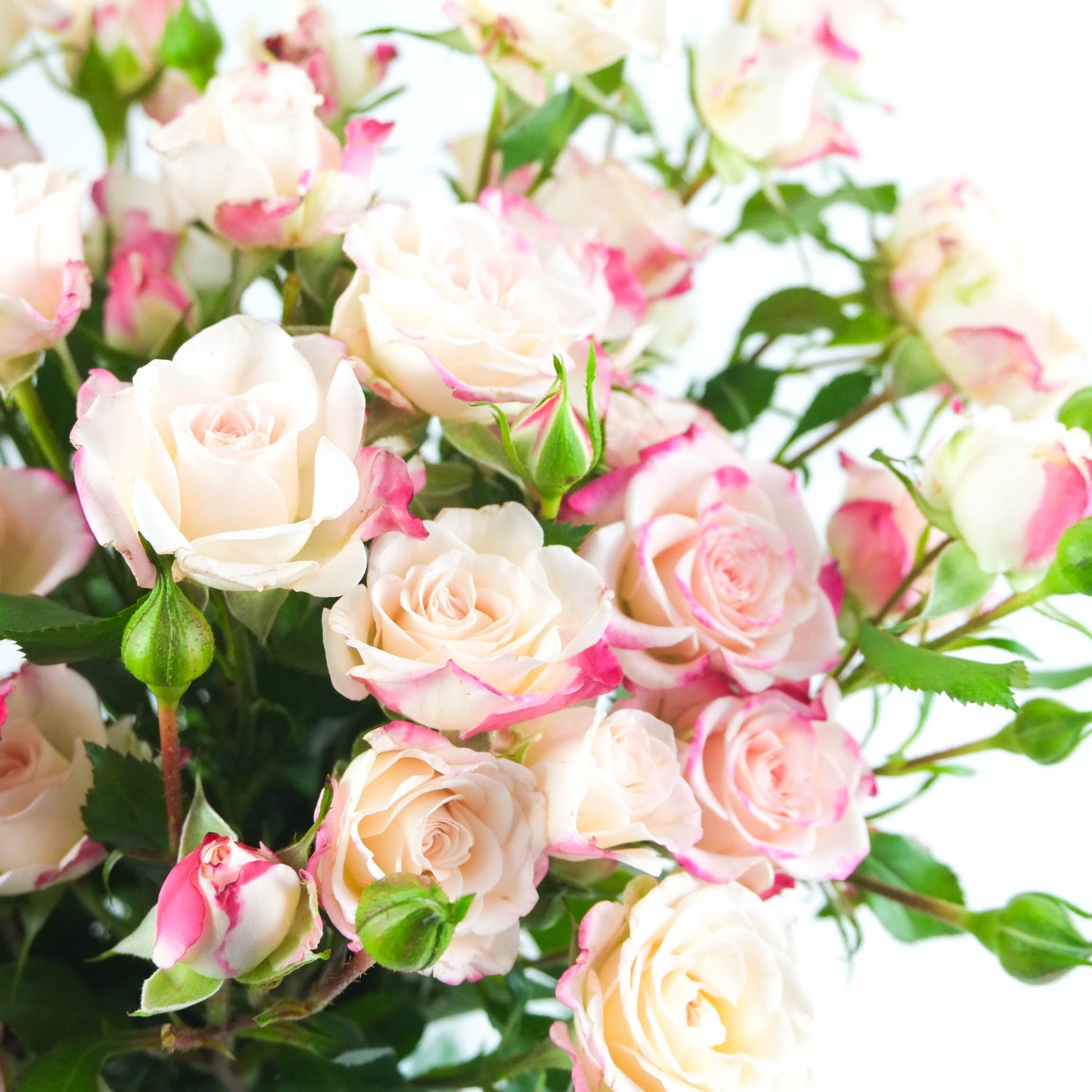 Reflex Spray Roses