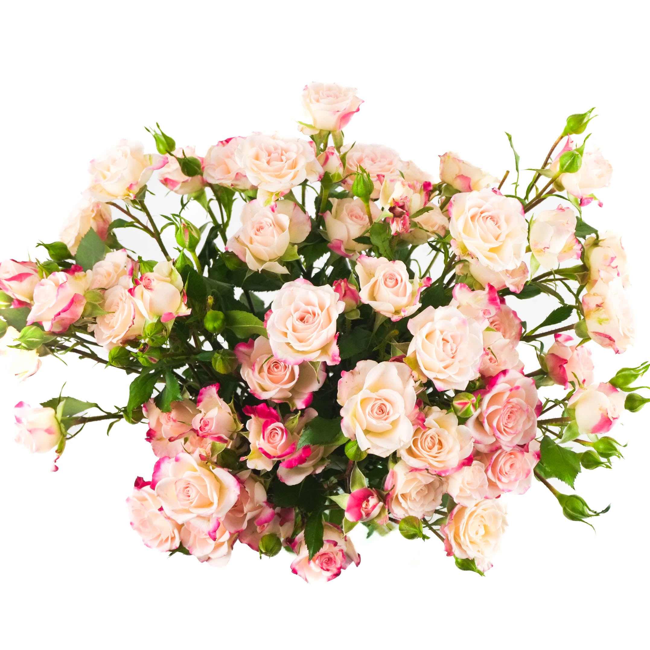 Reflex Spray Roses