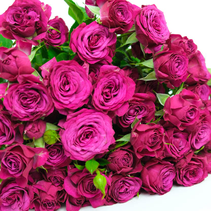 Purple Spray Roses