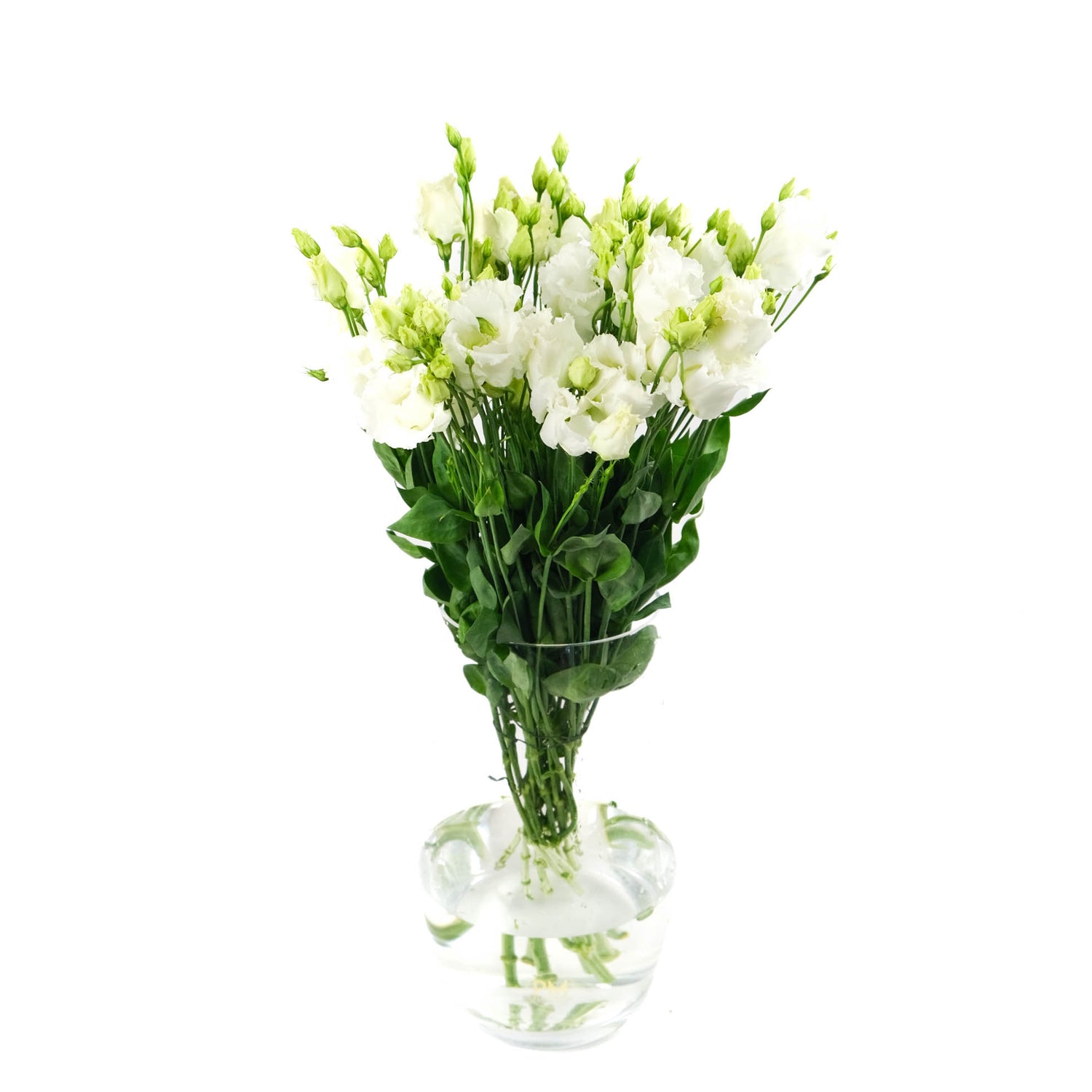 White Lisianthus