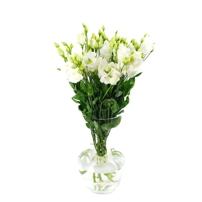 Lisianthus blanc