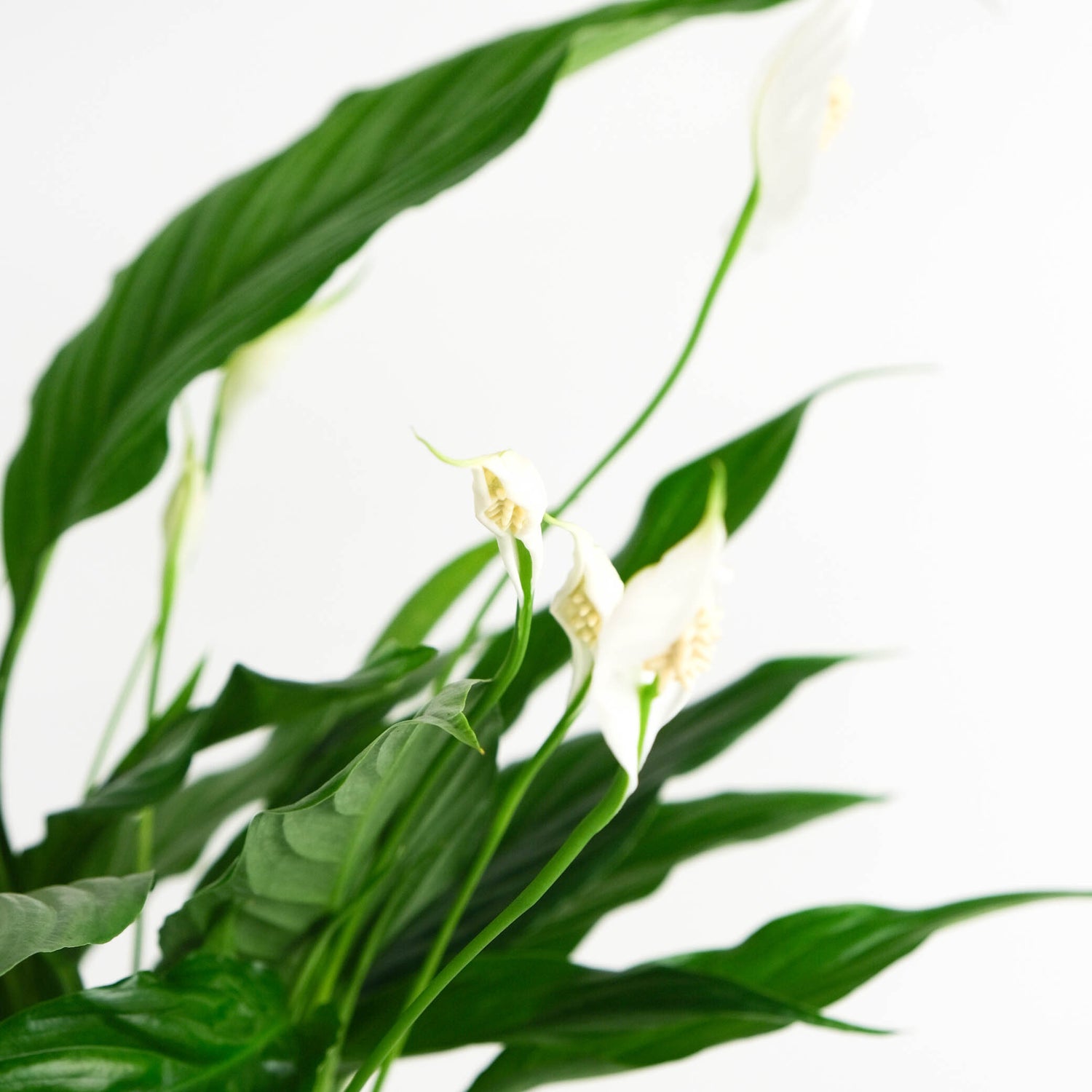 Rustic Peace Lily