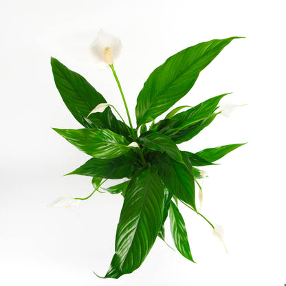 Rustic Peace Lily