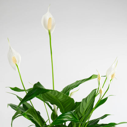 Rustic Peace Lily