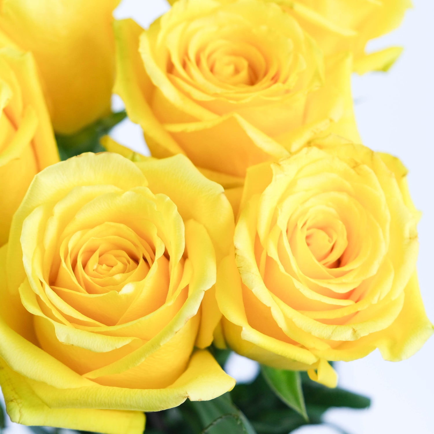 Yellow Momentum Roses