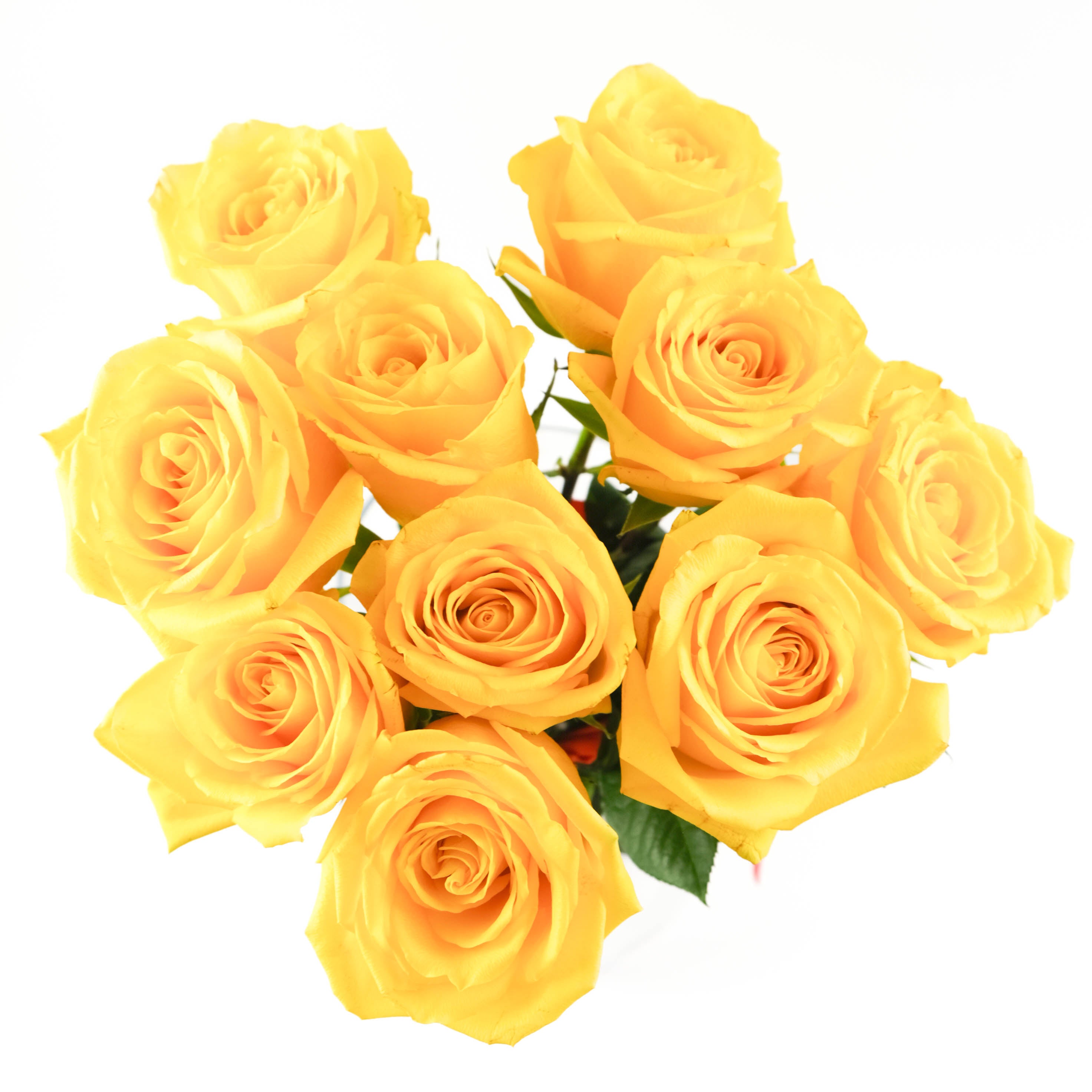 Yellow Momentum Roses