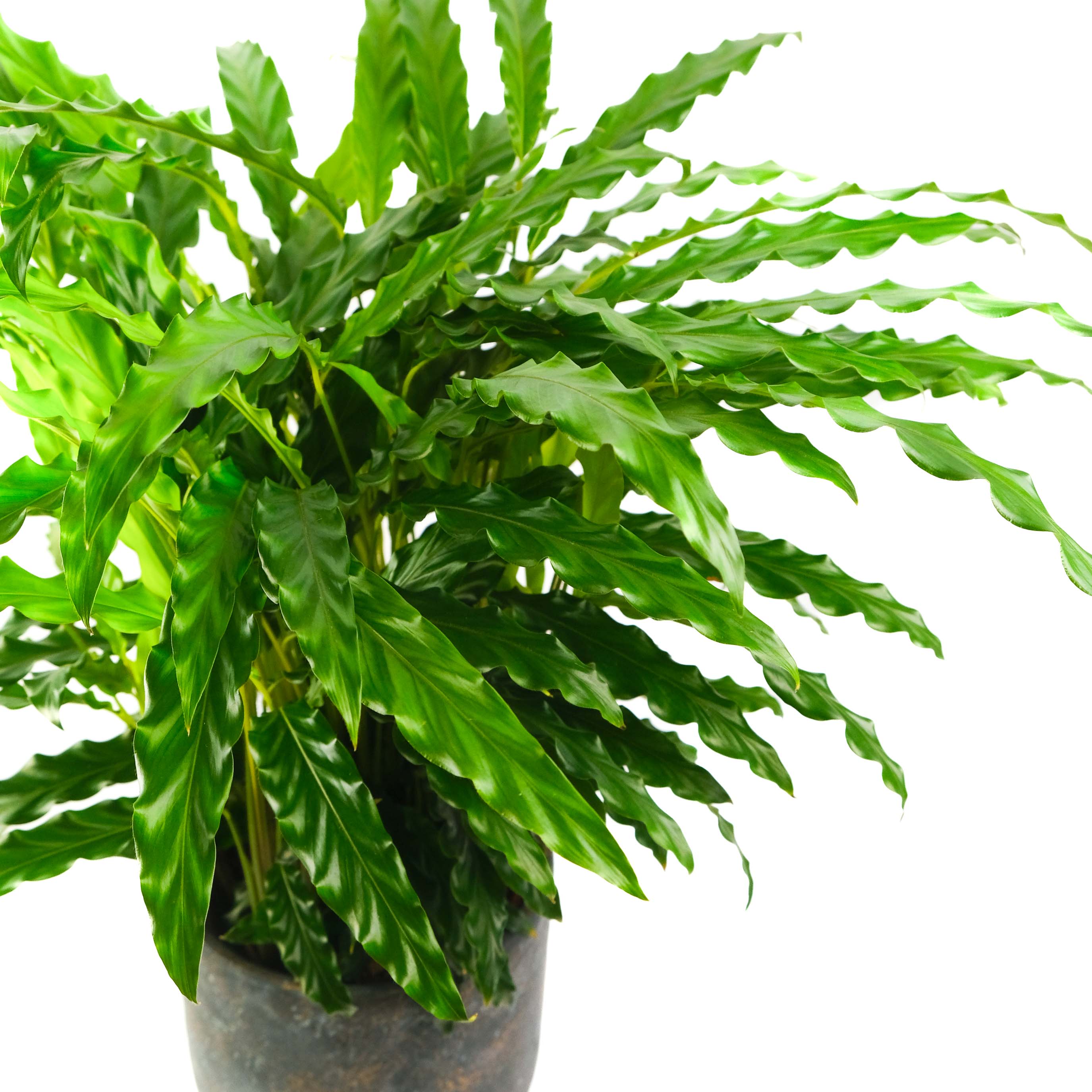 Calathea