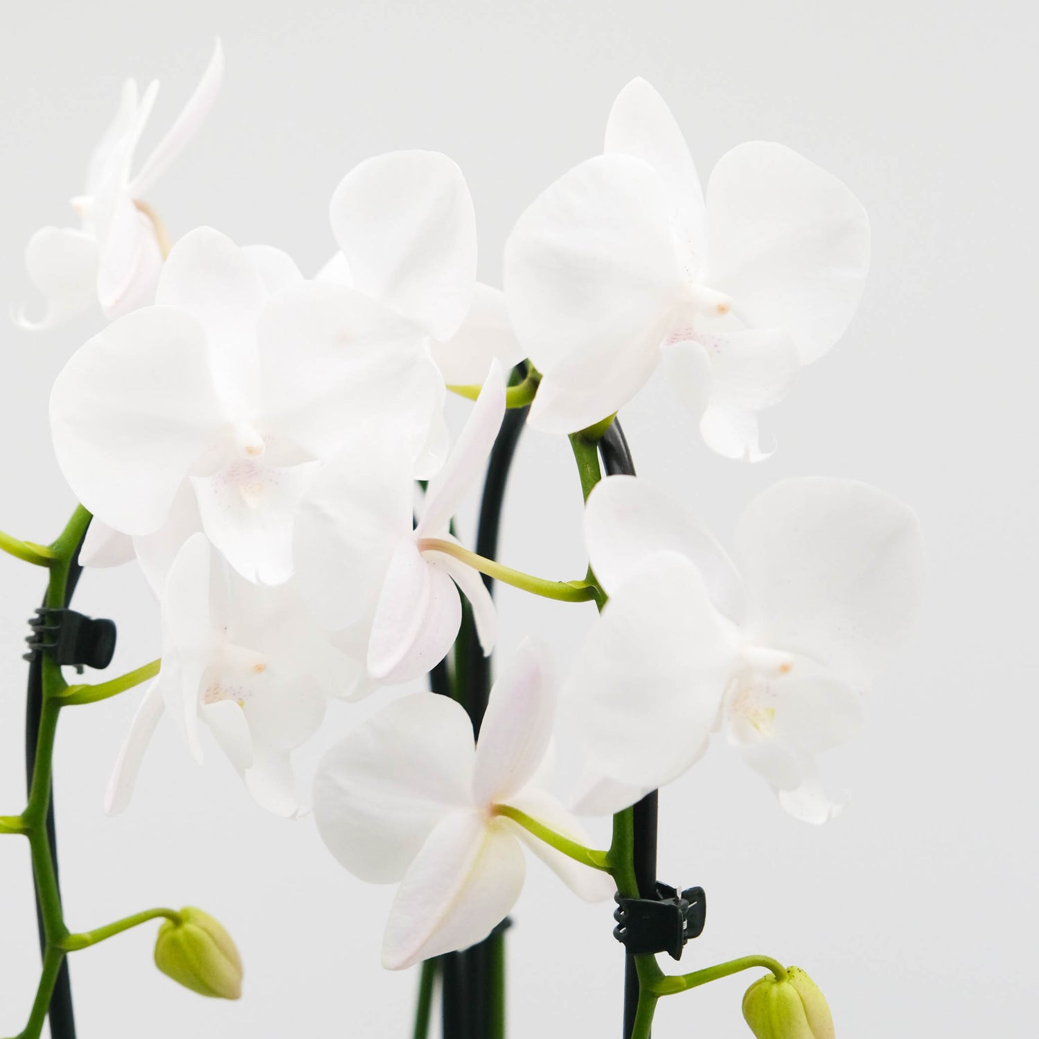 Cascading Grace Orchid