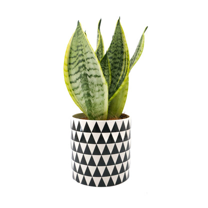 Sani in Monochrome Pot