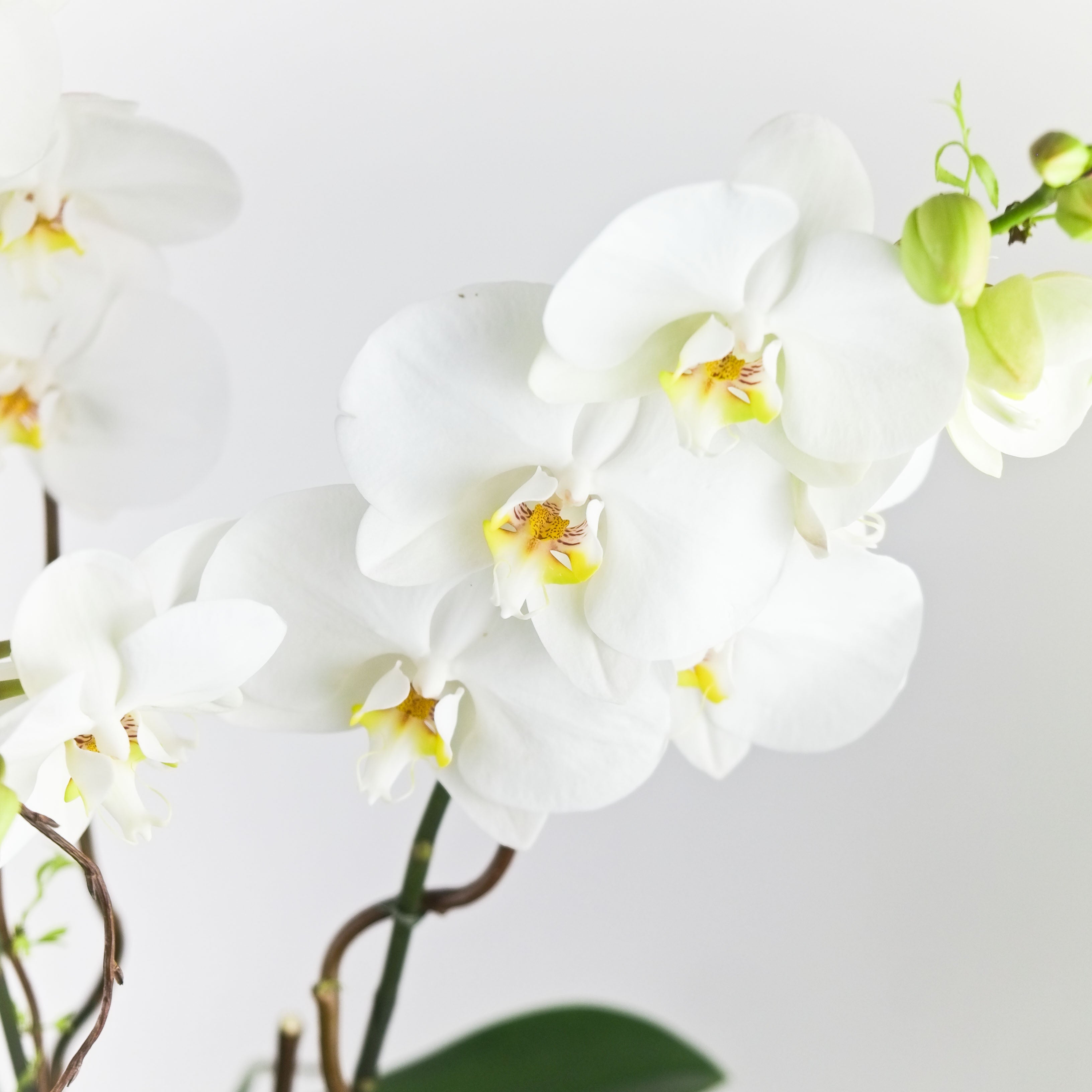 Elegance Orchid