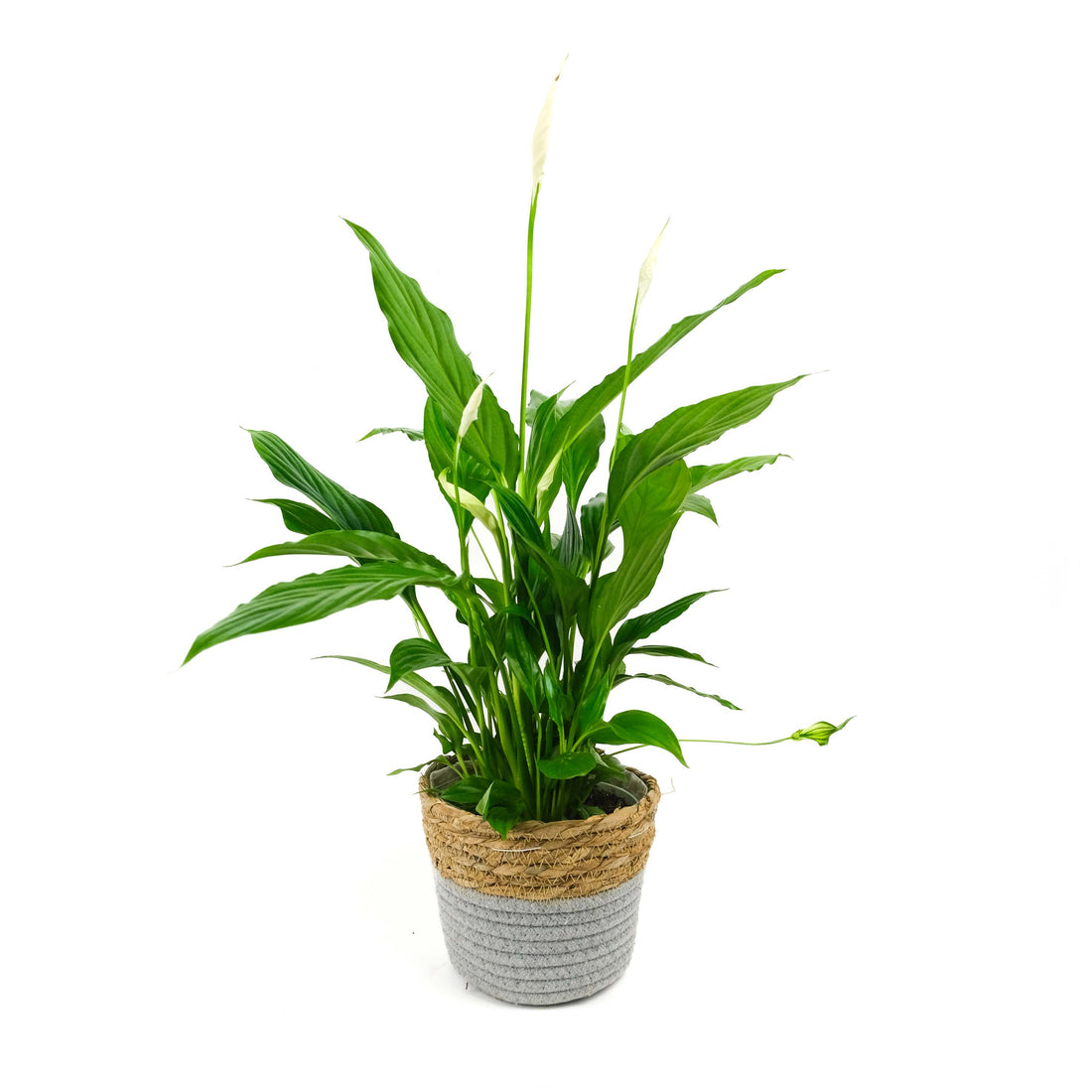 Peace Lily in Basket Pot