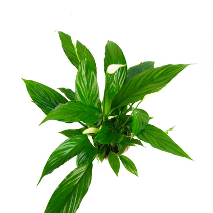 Peace Lily in Basket Pot