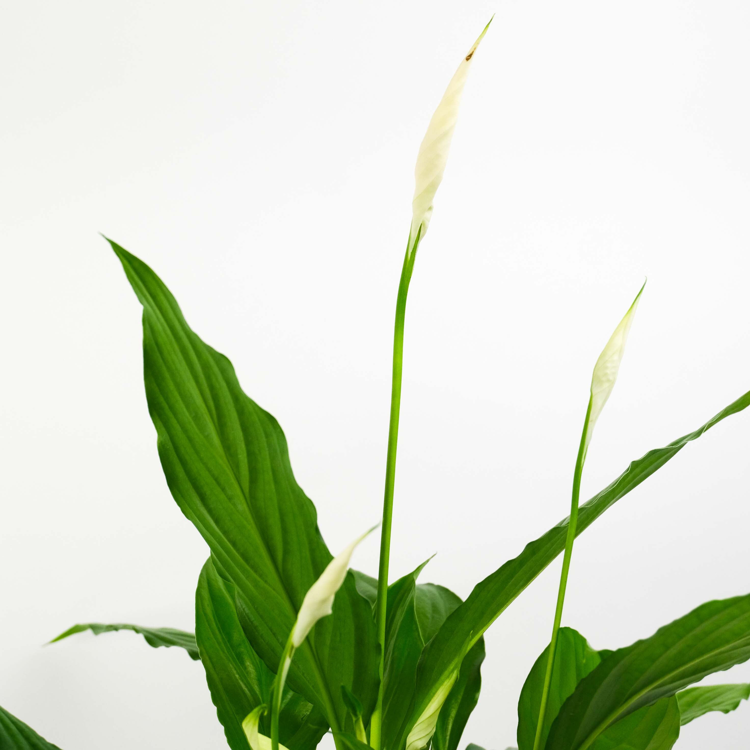 Peace Lily in Basket Pot