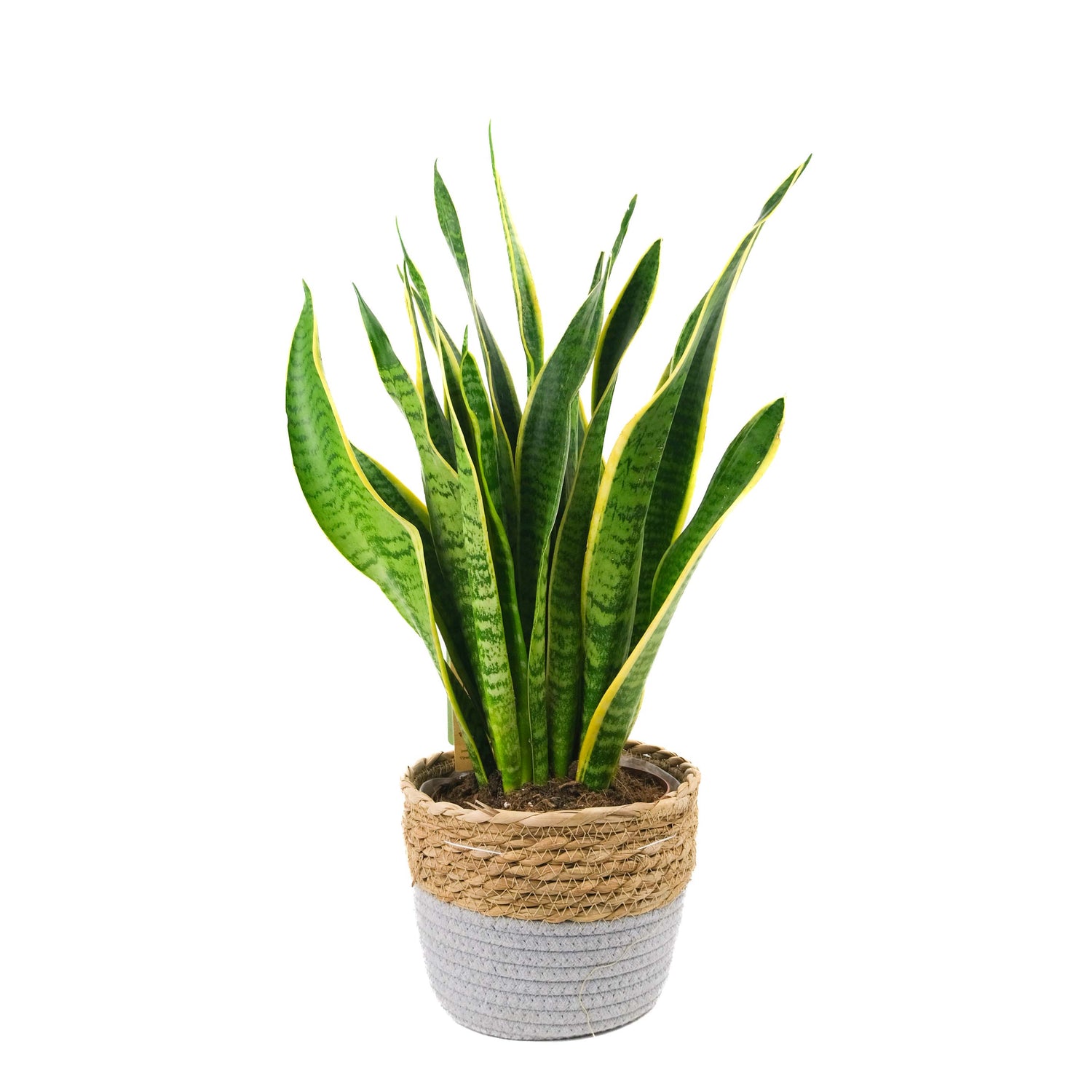 Sanisveria In Basket Pot