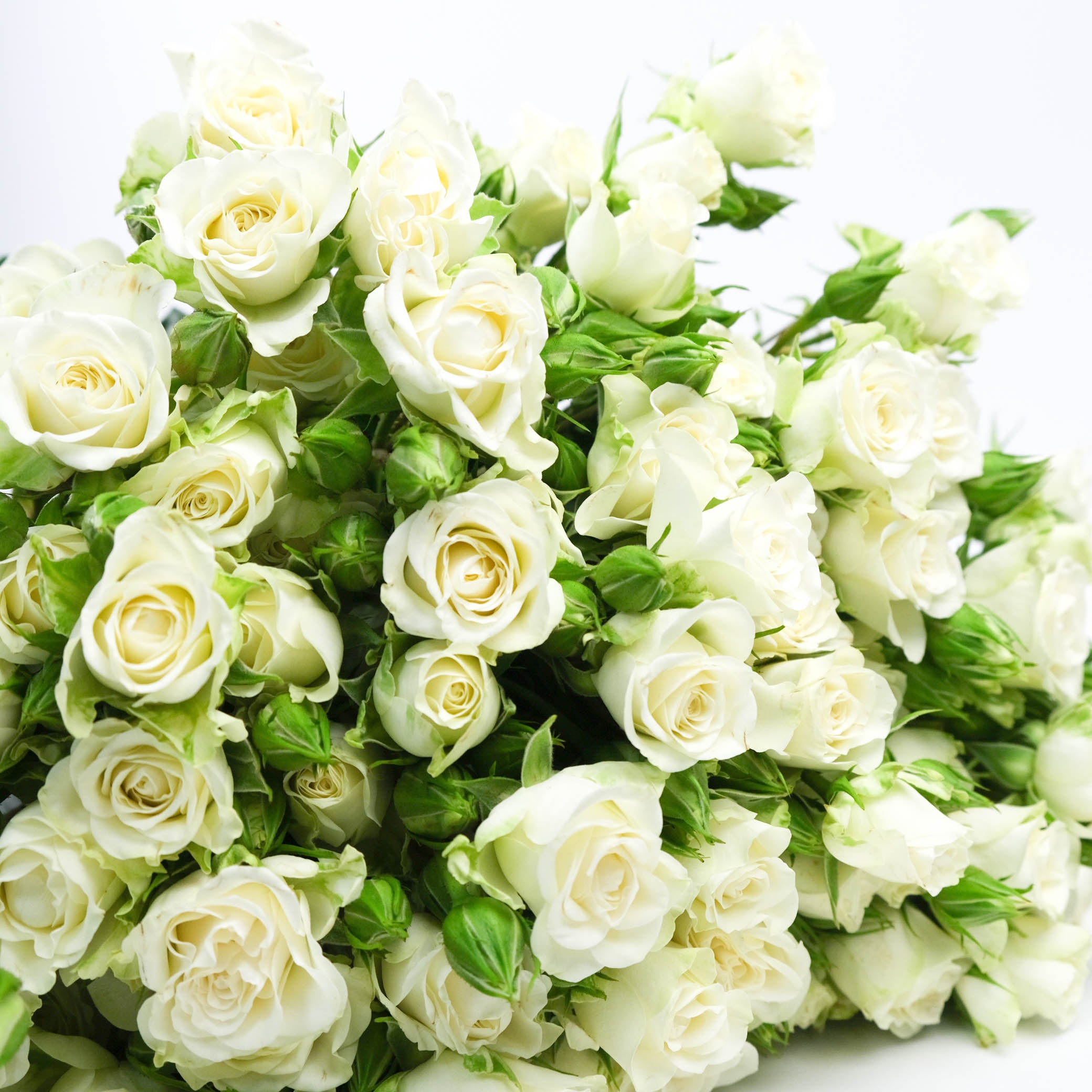 White Spray Roses