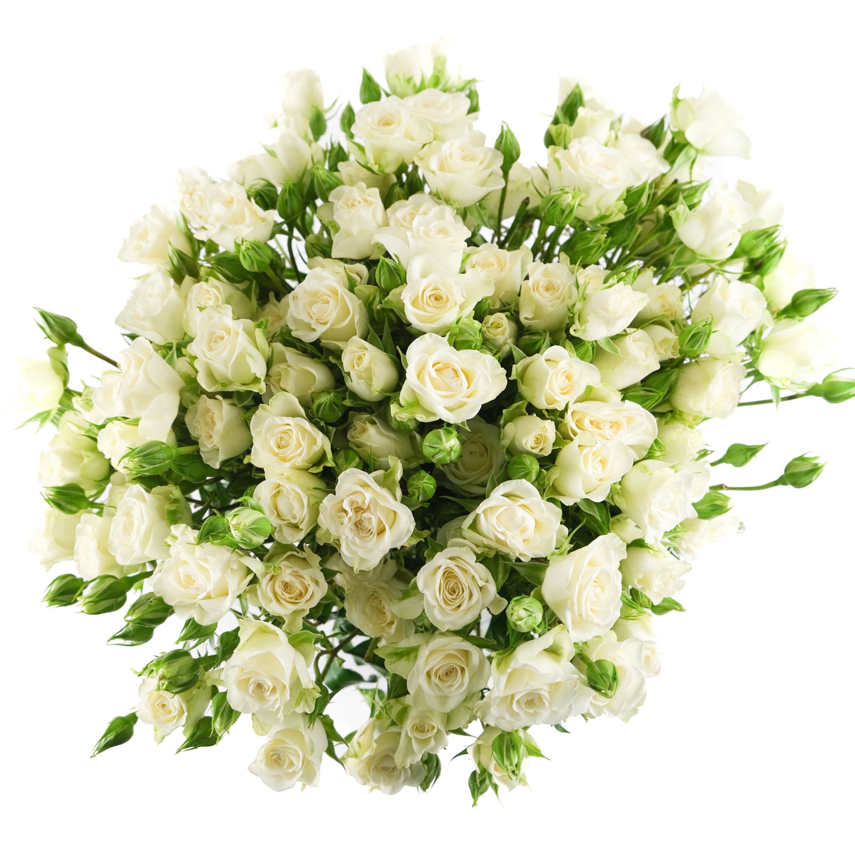 White Spray Roses