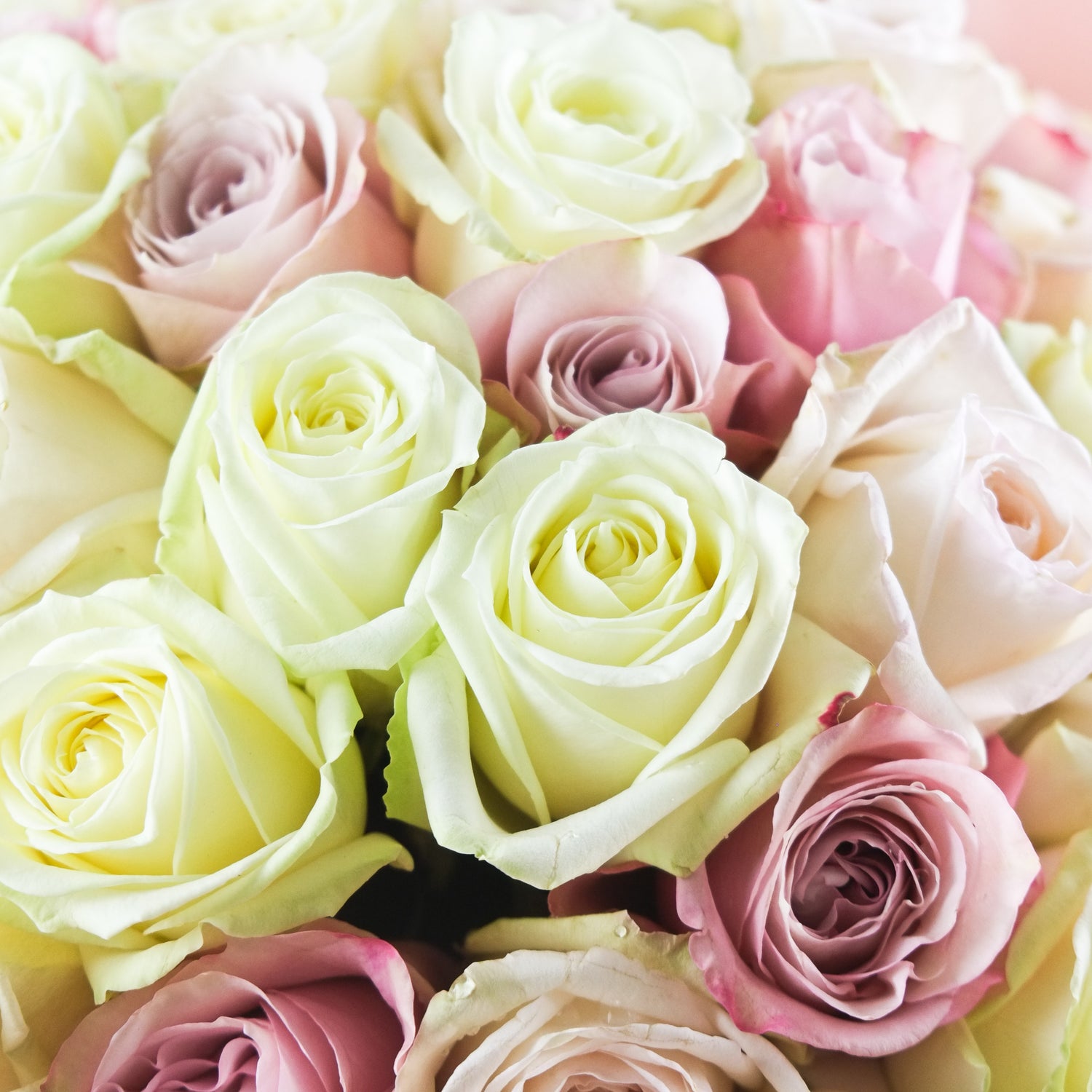 Pastel Roses