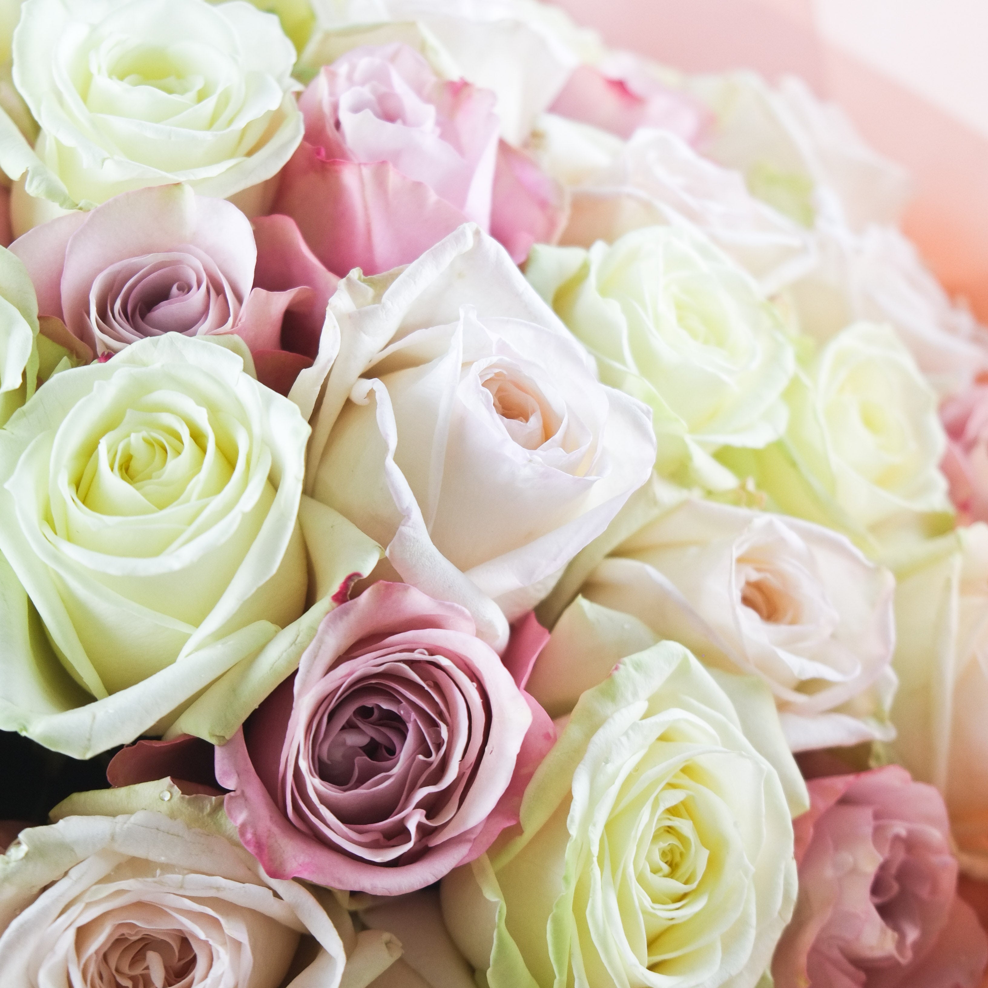 Pastel Roses