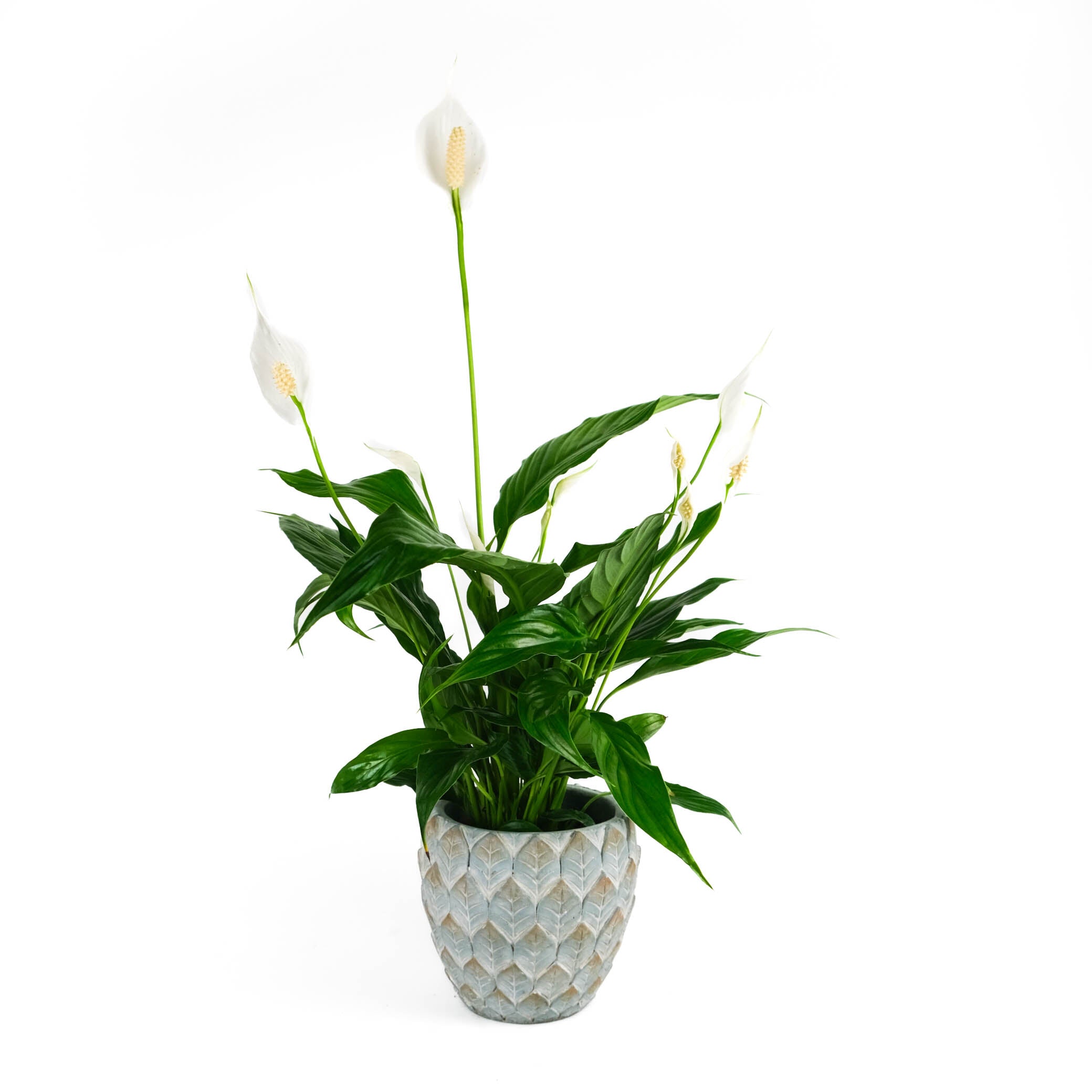 Rustic Peace Lily